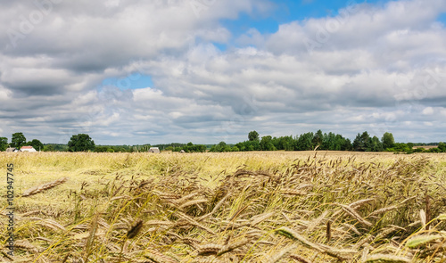 Yellow grain ready for harvest growing in a farm field © Nikolai Korzhov