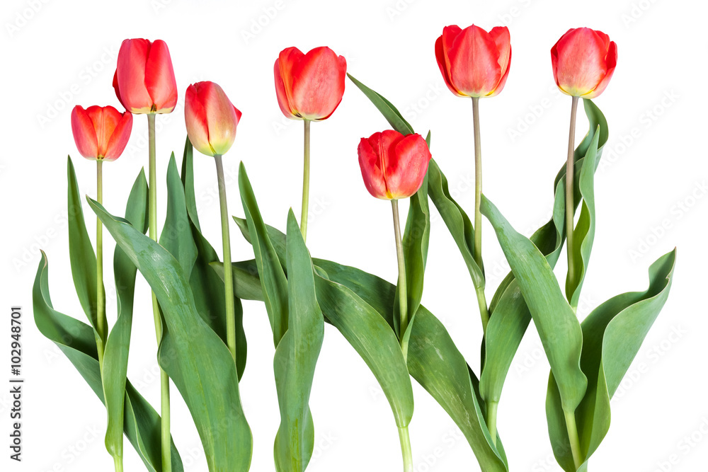 Red tulips isolated Red tulips isolated