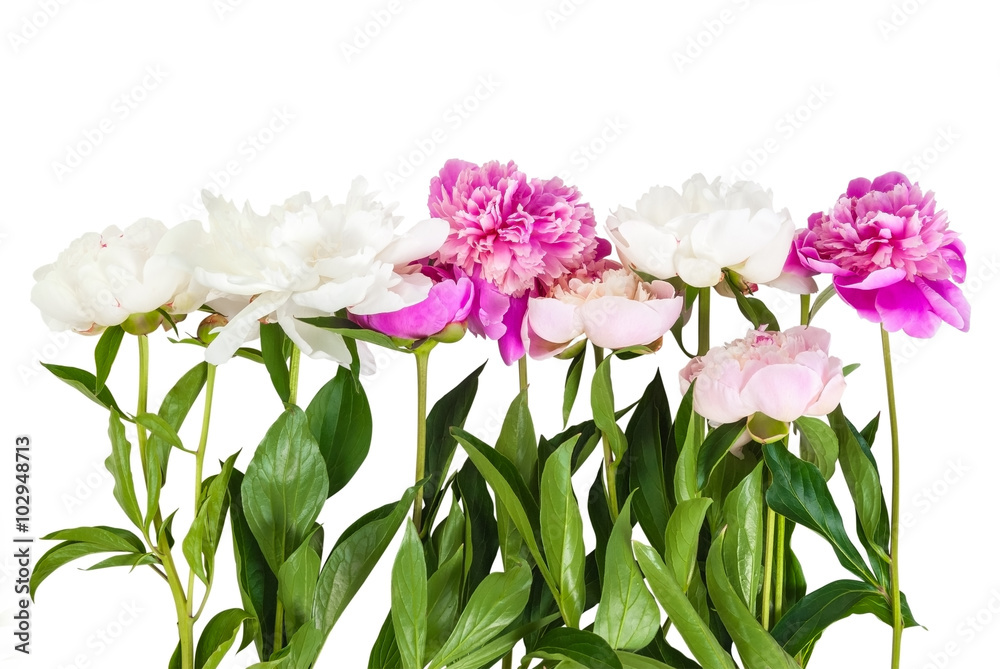 Bouquet of peonies flower