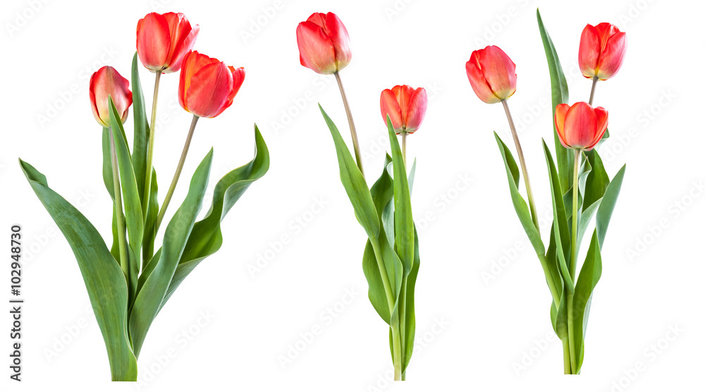 Red tulips isolated Red tulips isolated