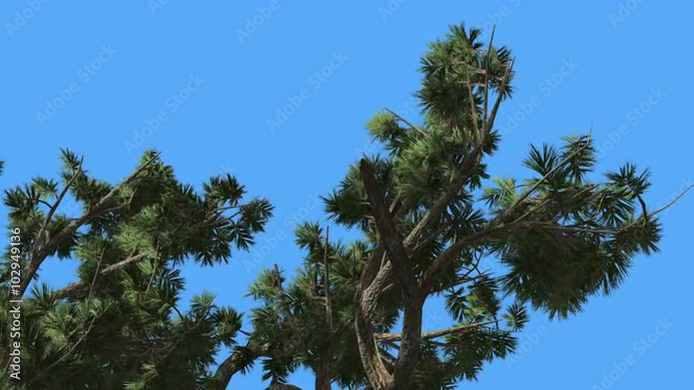 Jeffrey Pine Pinus Jeffreyi Top of Branches Coniferous Evergreen Tree is Swaying at The Wind Green Needle-Like Glaucous Gray-Green Leaves Windy Day Jeffrey Pine Pinus Jeffreyi Top of Branches Coniferous Evergreen Tree is Swaying at The Wind Green Needle-Like Glaucous Gray-Green Leaves Windy Day