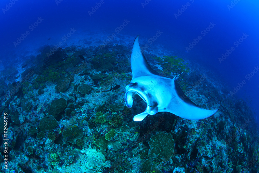 Fototapeta premium Giant manta ray (Manta birostris) 