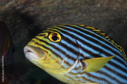 Fototapeta Naklejka Na Ścianę i Meble -  Oriental sweetlips fish (Plectorhinchus orientalis) 