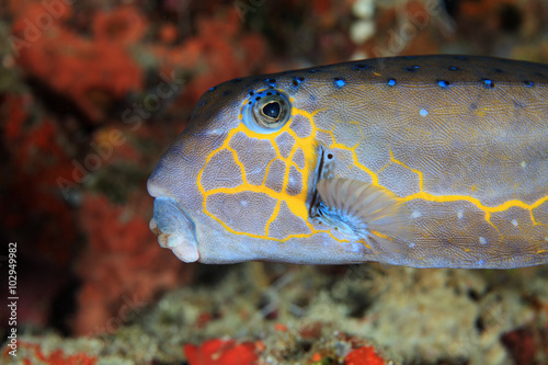 Yellow boxfish (Ostracion cubicus)  photo