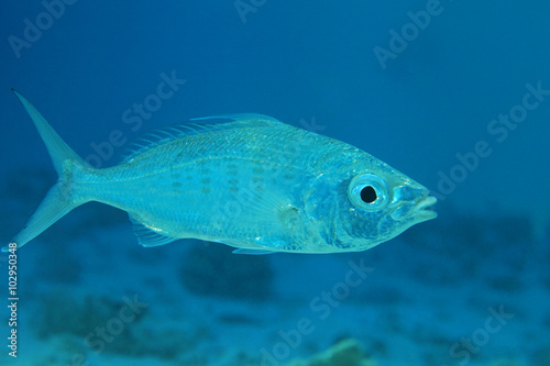Slender silver-biddy fish 