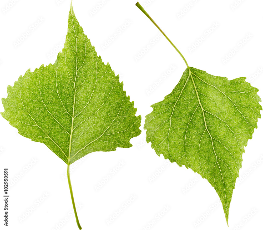 Fototapeta premium Leaves