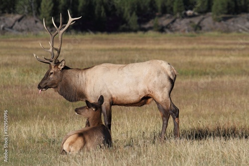 Fototapeta Naklejka Na Ścianę i Meble -  Pair of Elk