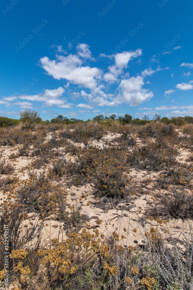Vegetation on the sand dunes of Ria Formosa marshlands located in the Algarve, Portugal.
