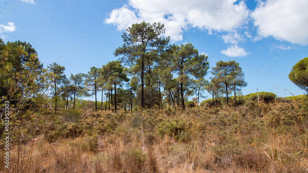 Beautiful landscape view of a bunch of pine trees over a cloudy