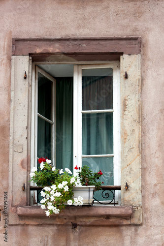 Window and flowers