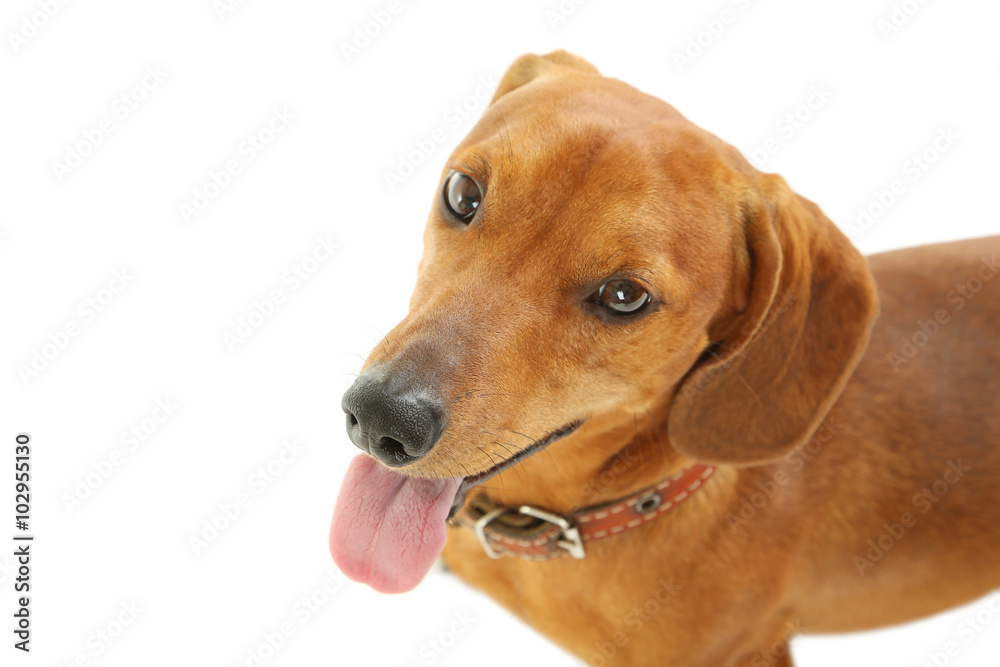 Dachshund dog on a white background