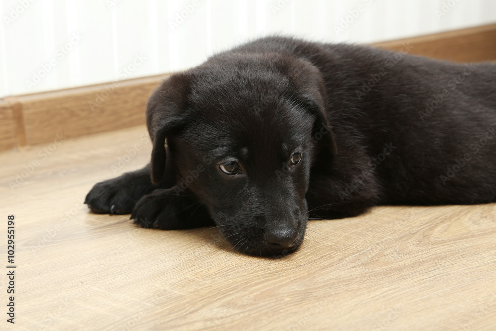 Beautiful black labrador puppy, close up