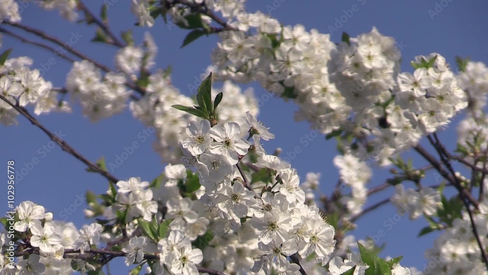 photo of blossoming tree brunch with white flowers on bokeh green background photo of blossoming tree brunch with white flowers on bokeh green background