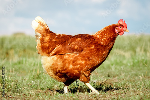 Braunes Huhn läuft auf einer Hühnerweide, Nahaufnahme