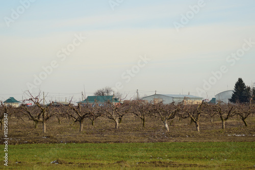 Cropped trees in the apple orchard
