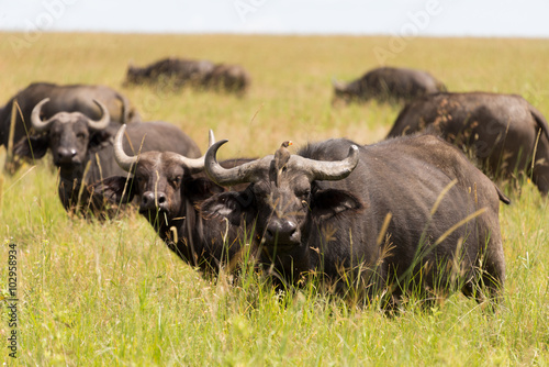 herd of buffalos in serengeti national park, tanzania © Nikolai Link