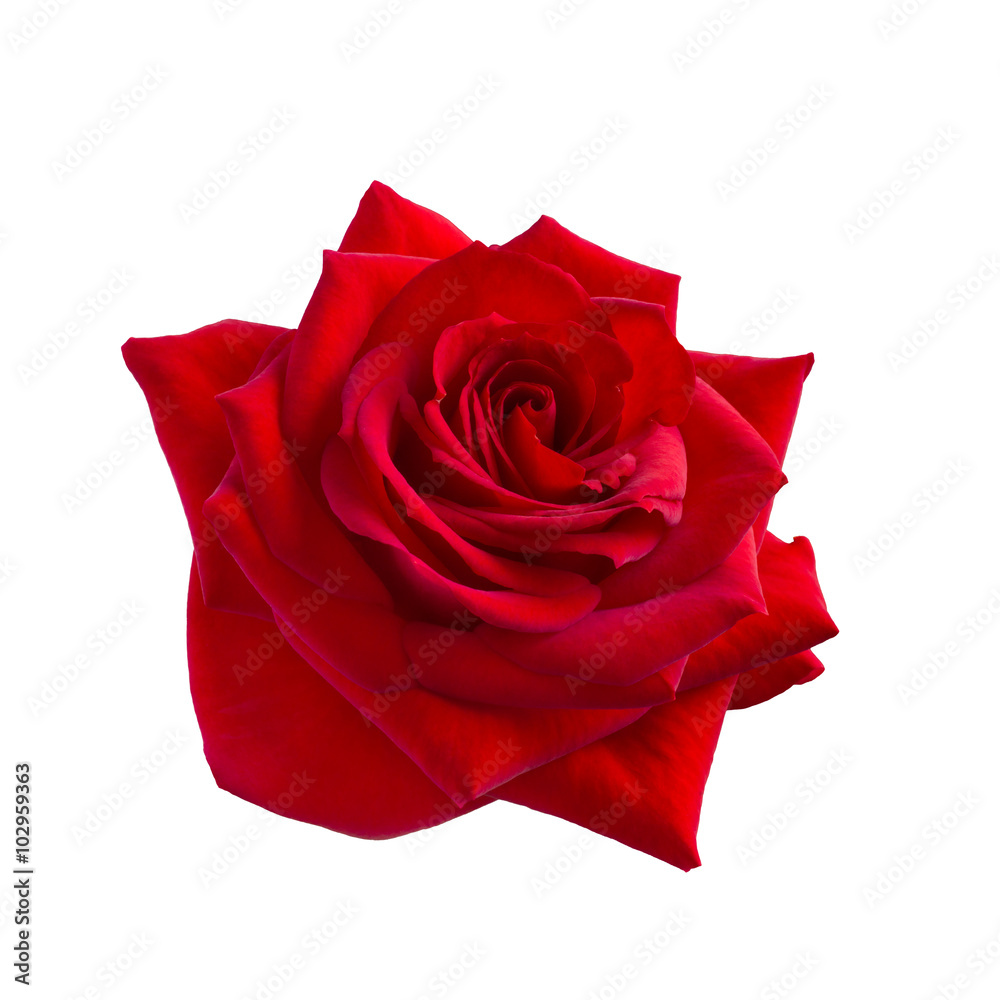 Bright red rose Bright red rose
