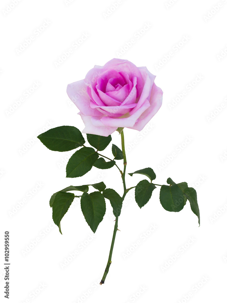 Obraz premium Delicate pink rose
