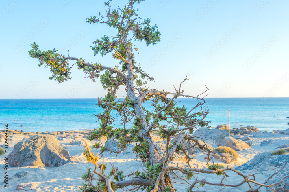 Amazing sunset at Kedrodasos beach in Crete, Greece Amazing sunset at Kedrodasos beach in Crete, Greece