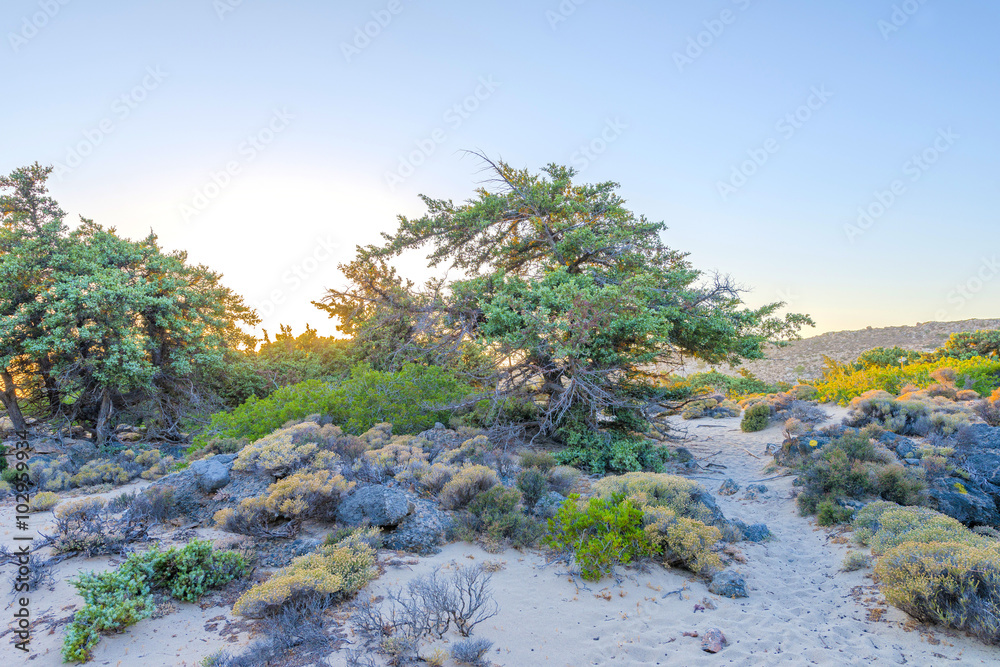 Unique beach with cedar trees in Crete, Greece