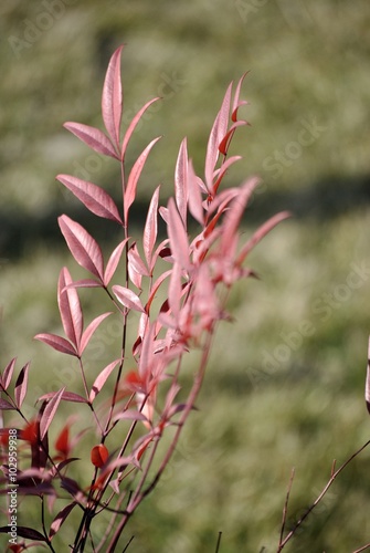 foglie rosse lanceolate photo