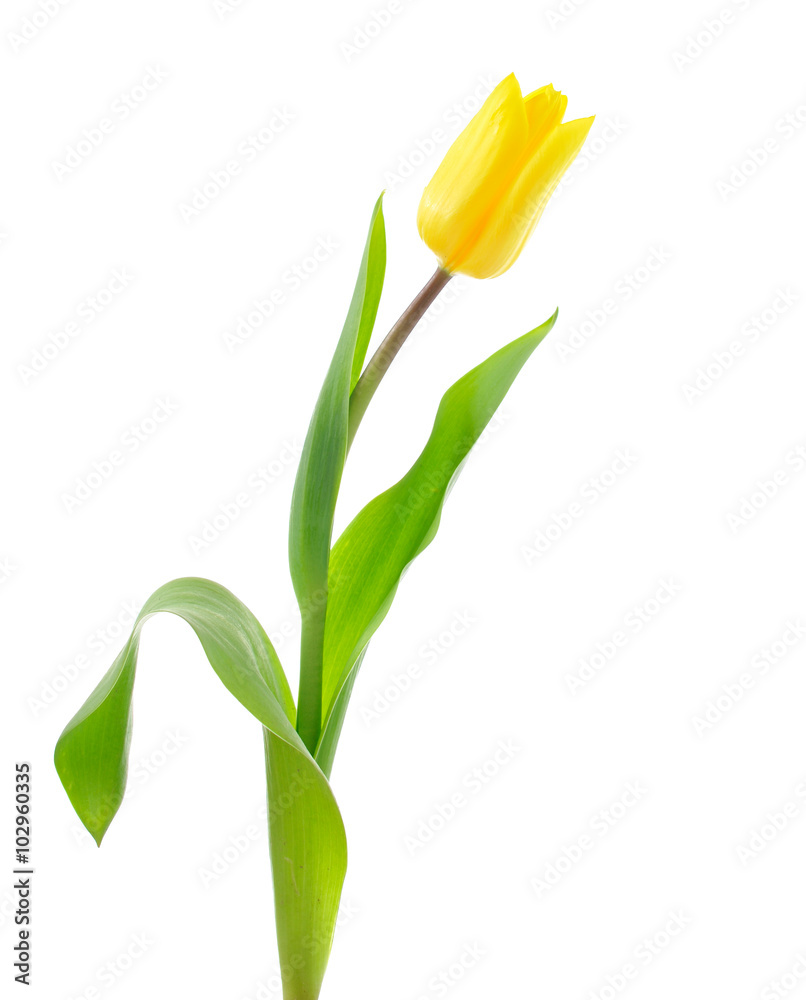 Yellow tulip isolated on white Yellow tulip isolated on white