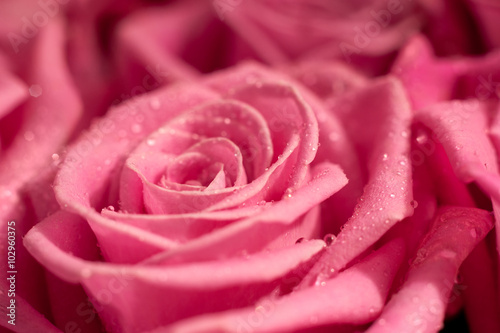 Elegant pink rose close-up