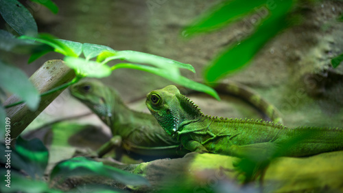 Chinese water dragon lizards in the jungle