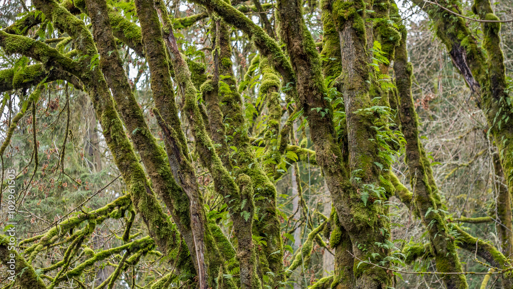 Fototapeta premium Autumn trees covered with moss