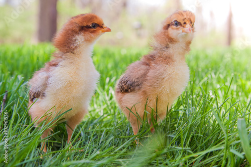 Two chicks in the sunshine and grass