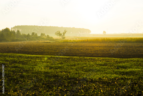 Sunrise over a field on a spring day.