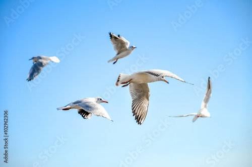 Seagulls flying in the sky