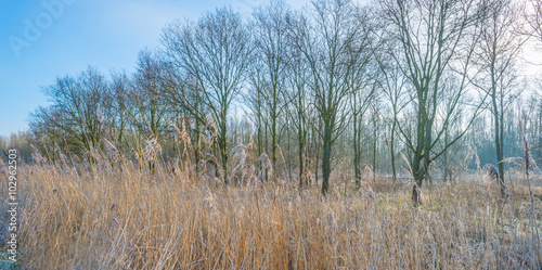 Reed along trees in winter
