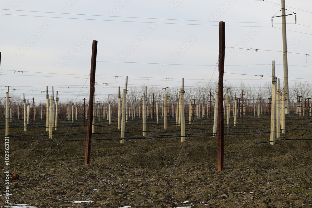 Obraz premium Young vineyard field