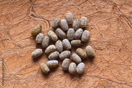 a few eggs Phaenopharos khaoyaiensis in a home insectarium