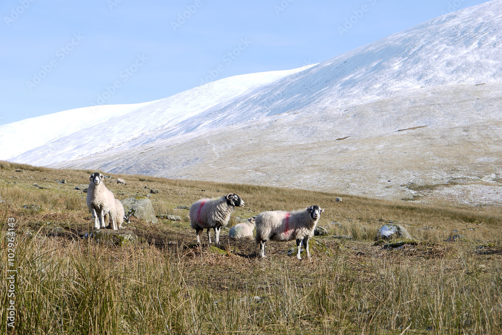 Swaledale sheep in the fells of the Lake District, England