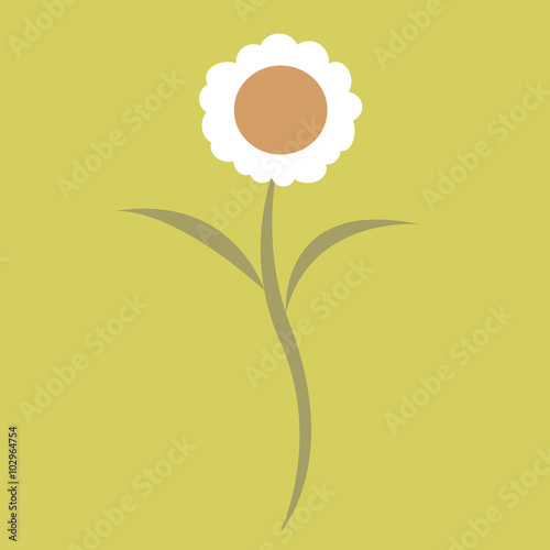 daisy