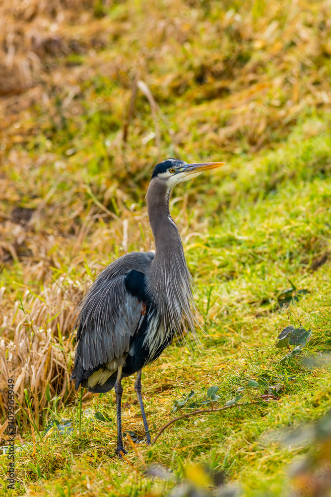 Fototapeta premium Grey heron, Nisqually National Wildlife Refuge