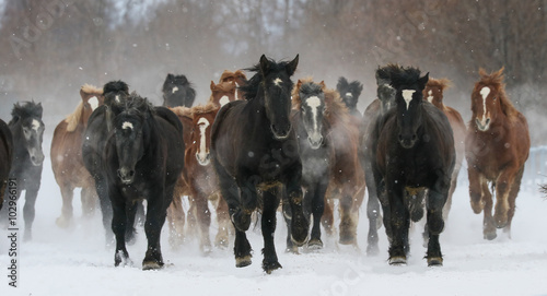 Fotografie 雪原を走る馬