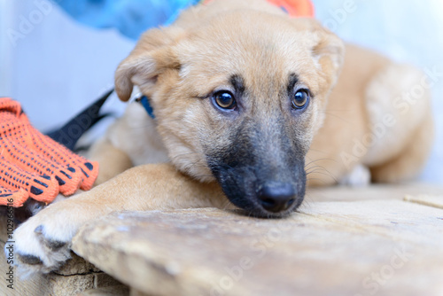 homeless puppy in shelter