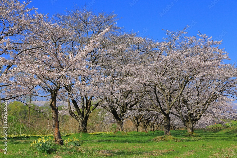 雫石園地の桜並木