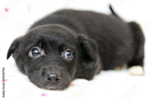 little black puppy