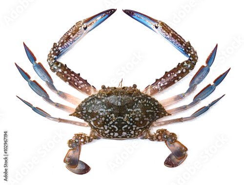 Blue crab isolated on white background