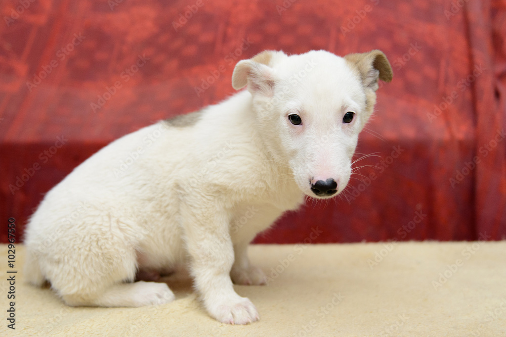 Fototapeta premium homeless puppy in shelter