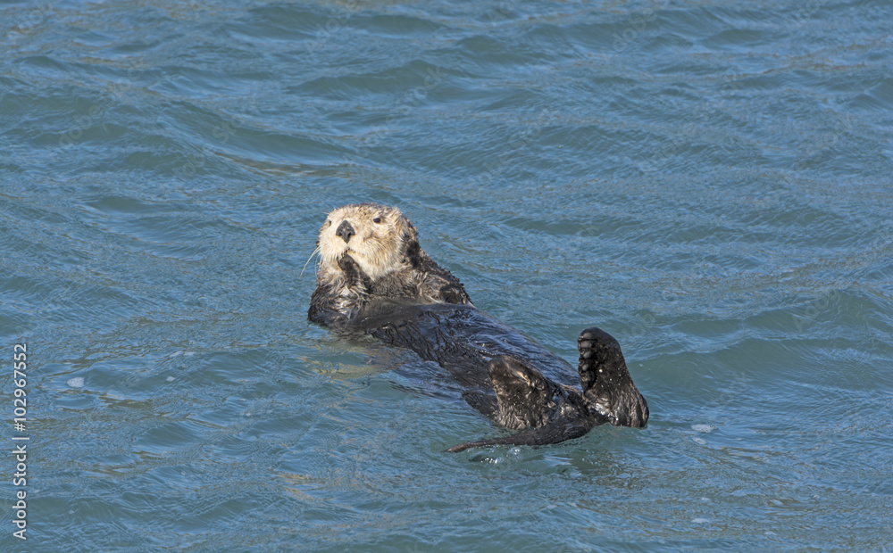 Fototapeta premium Sea Otter Relaxing in the Water