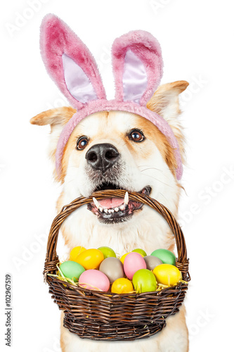Fototapeta Naklejka Na Ścianę i Meble -  Cute Dog Holding Easter Basket Wearing Bunny Ears