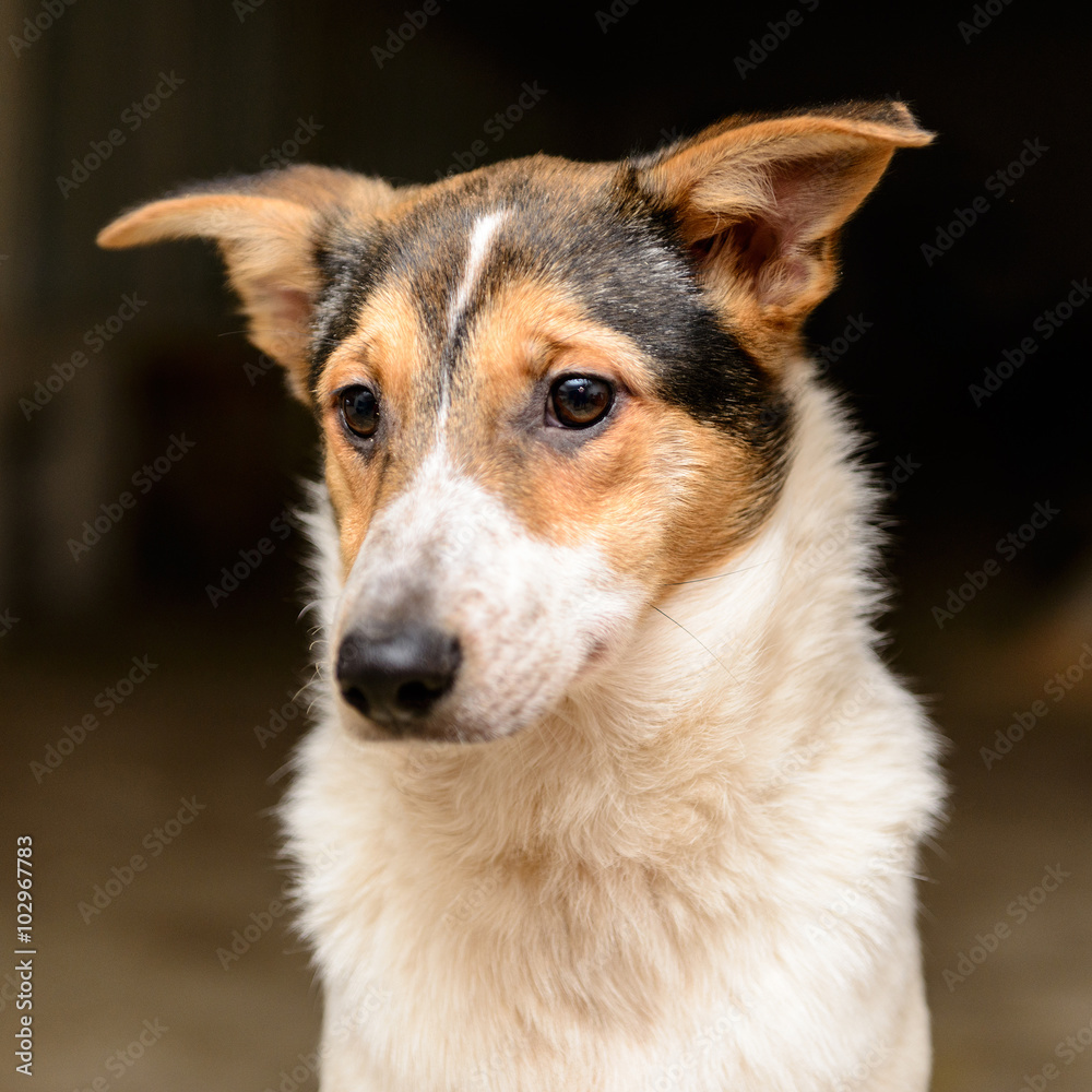 homeless puppy in shelter homeless puppy in shelter