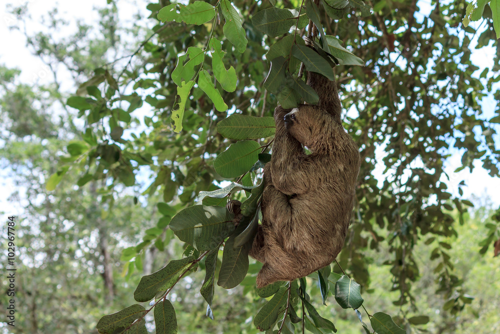 Sloth climbing tree in nature reserve in Brazil Sloth climbing tree in nature reserve in Brazil