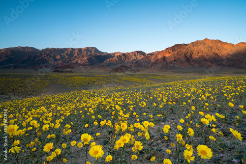 Wildflower blooming in Death Valley