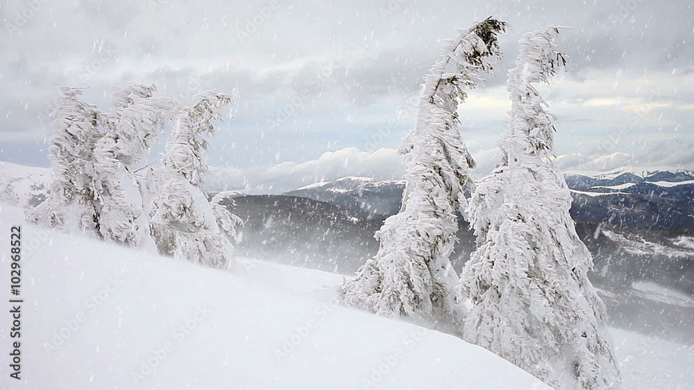 Winter snow storm blizzard, fir trees full of snow, ice frost on plants and dark clouds in the sky, in a superb mountain landscape Winter snow storm blizzard, fir trees full of snow, ice frost on plants and dark clouds in the sky, in a superb mountain landscape